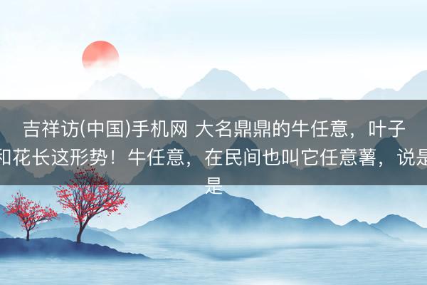 吉祥访(中国)手机网 大名鼎鼎的牛任意，叶子和花长这形势！牛任意，在民间也叫它任意薯，说是